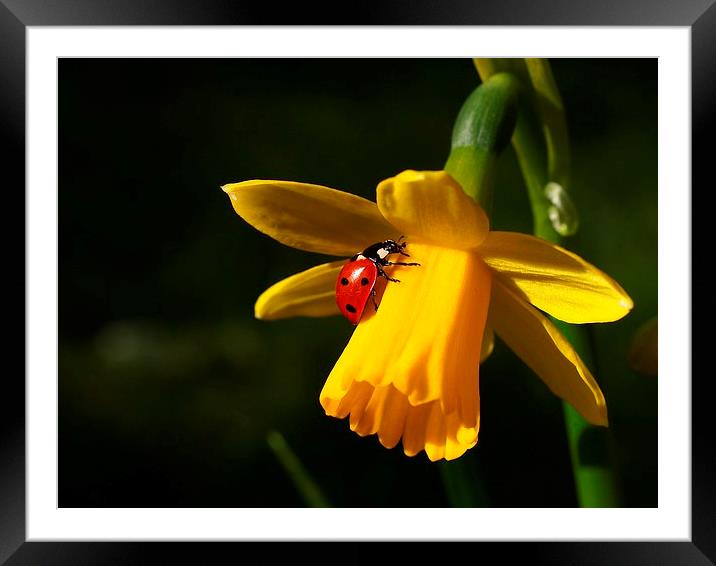 Ladybird on Daffodil in Sunshine Framed Mounted Print by Elizabeth Debenham