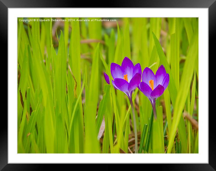 Crocuses Peeping Through Framed Mounted Print by Elizabeth Debenham