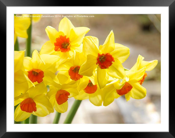 Daffodils in Spring light Framed Mounted Print by Elizabeth Debenham