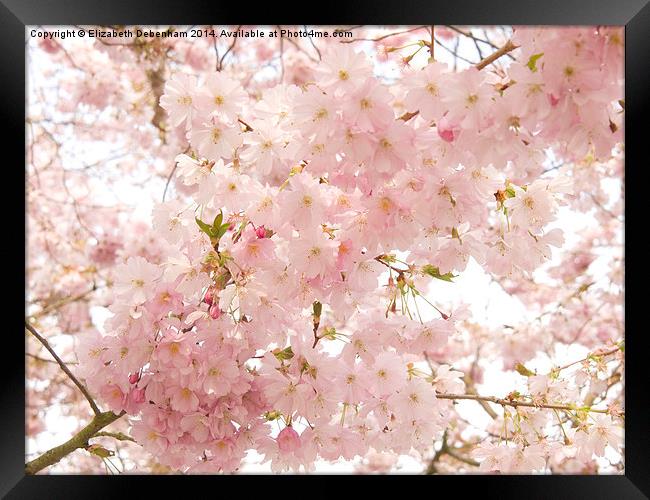 Beautiful pink Spring blossom. Framed Print by Elizabeth Debenham