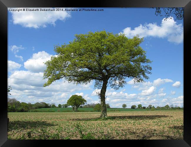  Single Oak tree on farmland in spring. Framed Print by Elizabeth Debenham