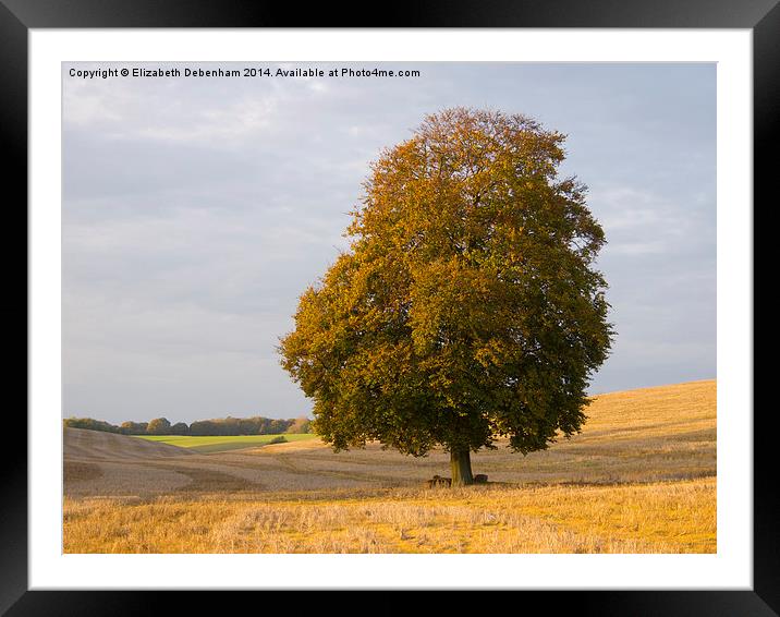  Lone Beech Tree in Autumn. Framed Mounted Print by Elizabeth Debenham