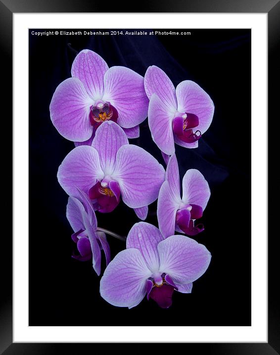  Purple Orchid; Phalaenopsis, on Black Velvet Framed Mounted Print by Elizabeth Debenham