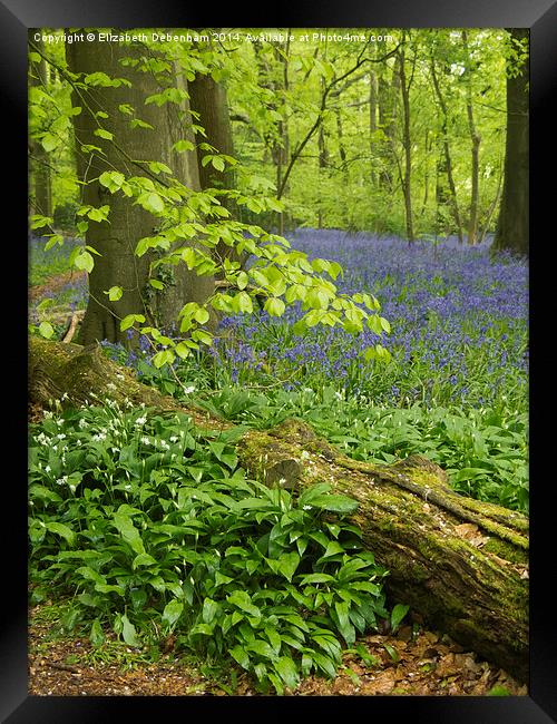 Bluebell Woodland in May  Framed Print by Elizabeth Debenham