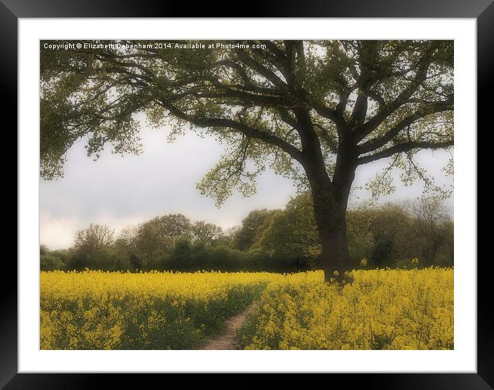 Oak Tree in a Field of Yellow Rapeseed. Framed Mounted Print by Elizabeth Debenham