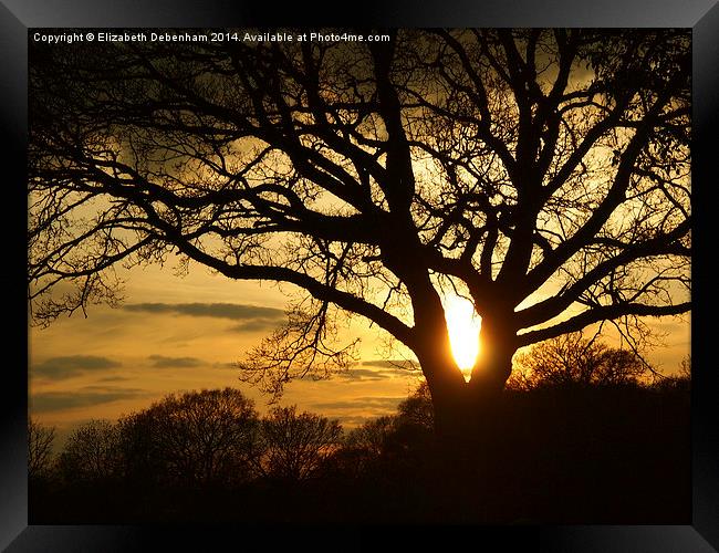 Silhouetted Oak Tree at Sunset Framed Print by Elizabeth Debenham