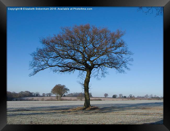  Oak in Hoar Frost with Blue Sky in the Chilterns Framed Print by Elizabeth Debenham