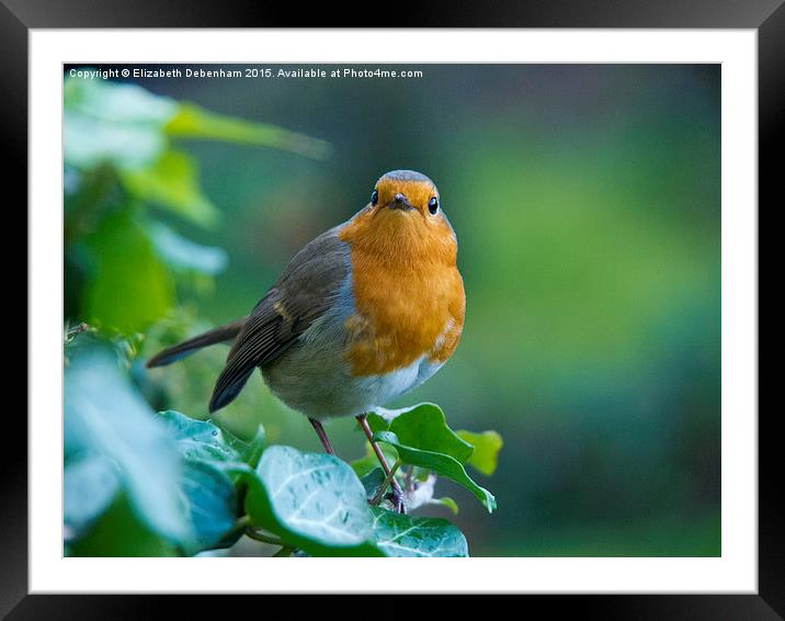  Robin in the Ivy Framed Mounted Print by Elizabeth Debenham