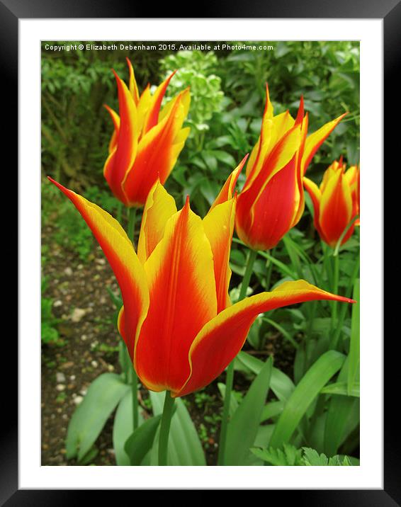  Flyaway Tulips at Chenies Manor Garden Framed Mounted Print by Elizabeth Debenham