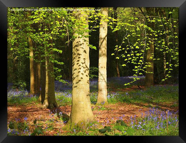 Beech Woodland Canopy with leafy shadows  Framed Print by Elizabeth Debenham