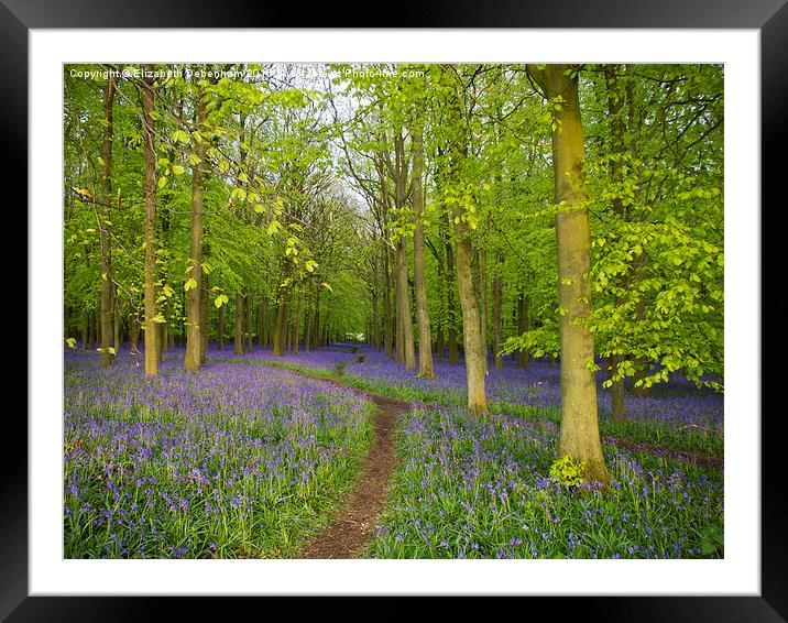  All is Quiet in Bluebell Heaven Framed Mounted Print by Elizabeth Debenham