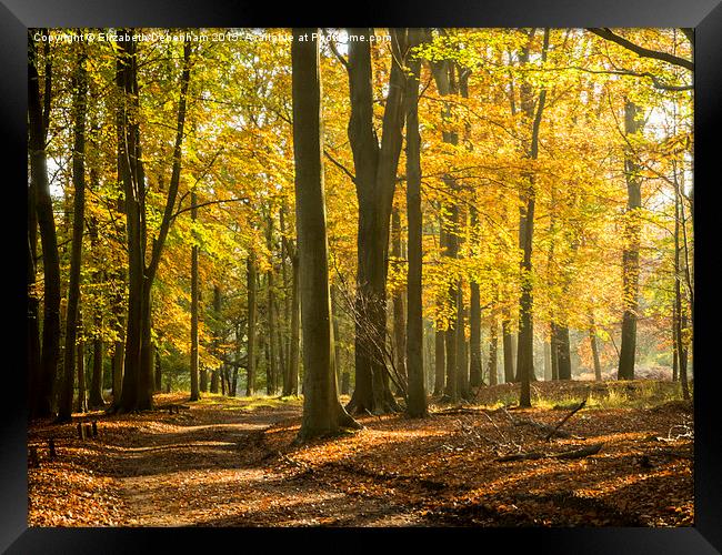  Autumn Beeches, Ashridge. Framed Print by Elizabeth Debenham