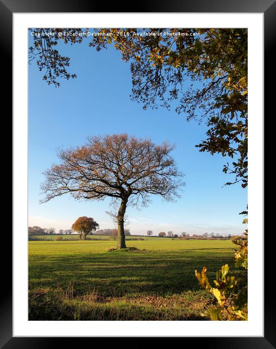 Oak Tree framed by leaves Framed Mounted Print by Elizabeth Debenham