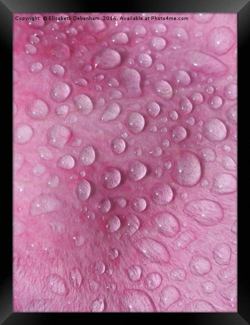 Raindrops on a Pink Rose Petal Framed Print by Elizabeth Debenham
