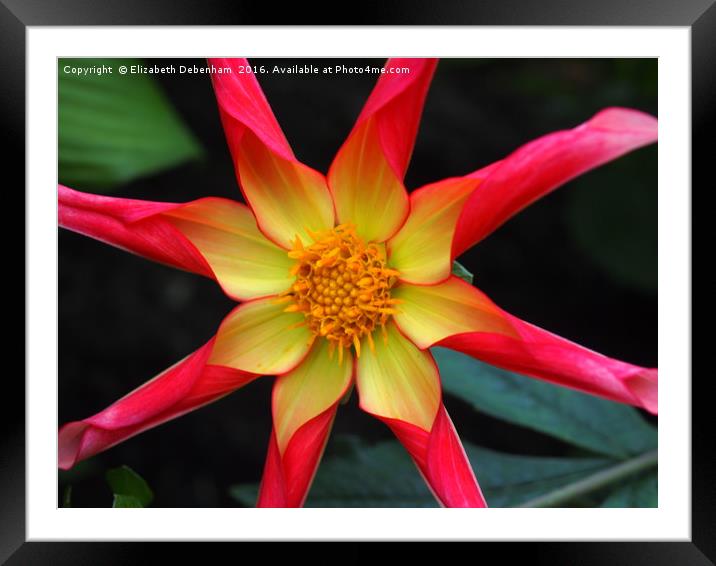 Dahlia Abstract; Honka Surprise. Framed Mounted Print by Elizabeth Debenham