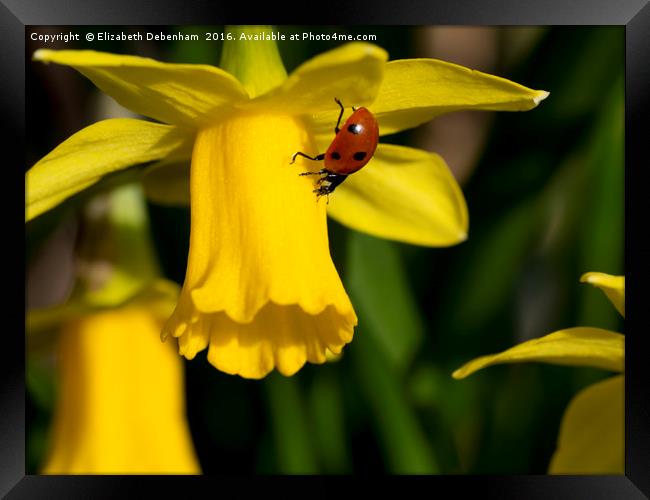7 spot Ladybird on Daffodil "Tete a tete". Framed Print by Elizabeth Debenham