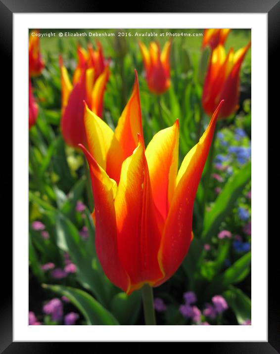 Portrait of a Tulip Framed Mounted Print by Elizabeth Debenham