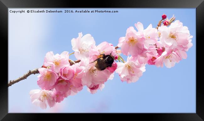 Spring Blossom with Bumblebee Framed Print by Elizabeth Debenham