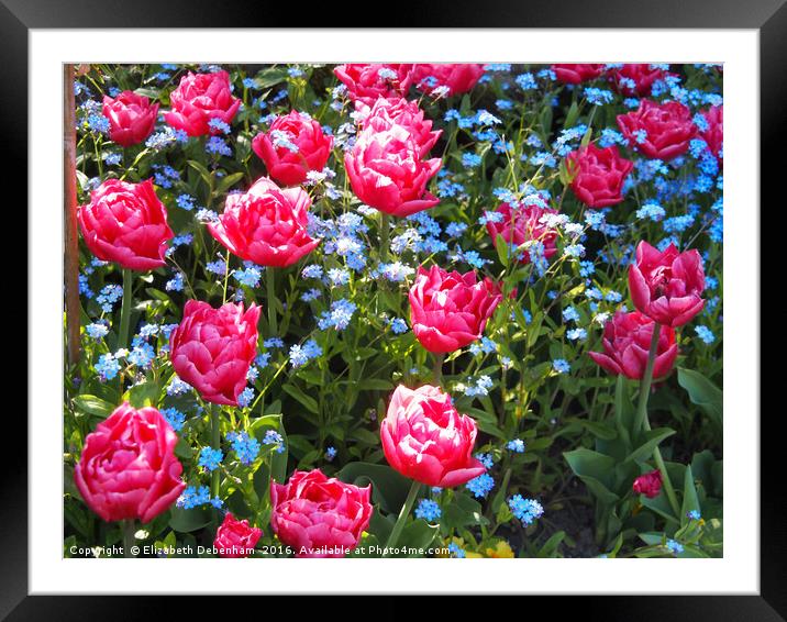 Pink Tulips and Blue Forget me Nots Framed Mounted Print by Elizabeth Debenham