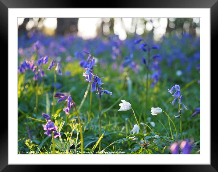 Woodland Flowers in April Framed Mounted Print by Elizabeth Debenham