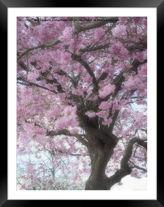 Softly focused Prunus blossom. Framed Mounted Print by Elizabeth Debenham