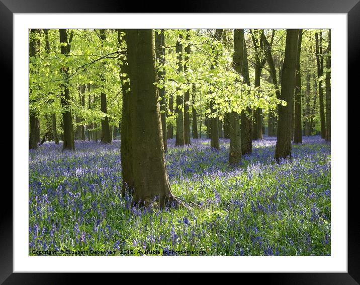  Bluebells With Shimmering Beech Leaves Framed Mounted Print by Elizabeth Debenham