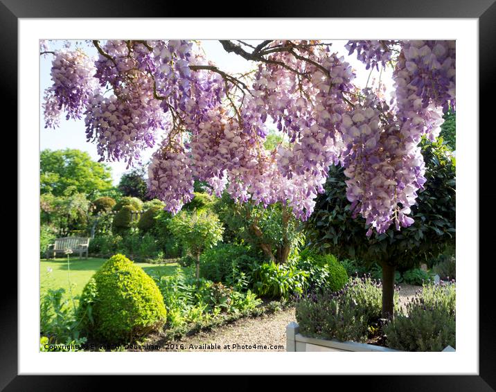 Wisteria Sinensis 'Amethyst' at chenies Framed Mounted Print by Elizabeth Debenham