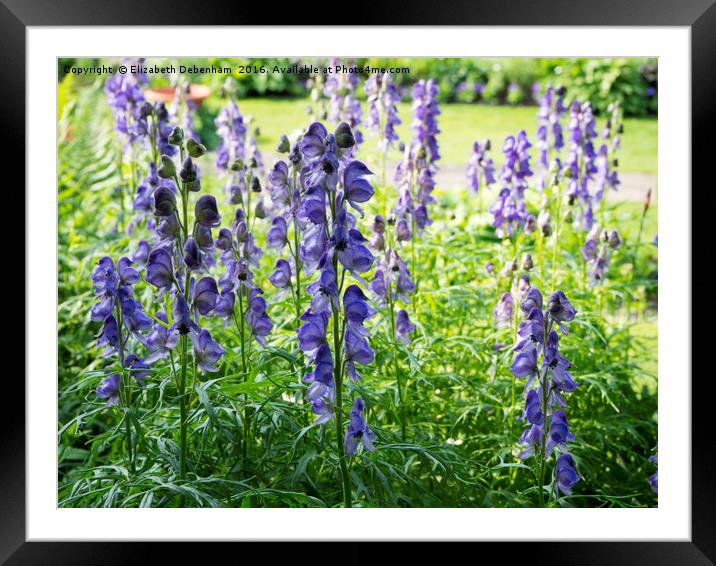 Backlit Blue Monkshood flowers at Chenies Framed Mounted Print by Elizabeth Debenham