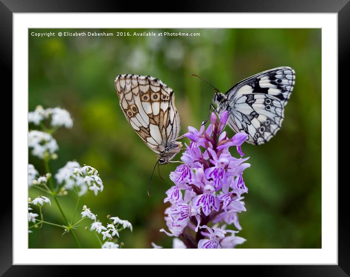 Mr and Mrs Marbled White on a Spotted Orchid Framed Mounted Print by Elizabeth Debenham