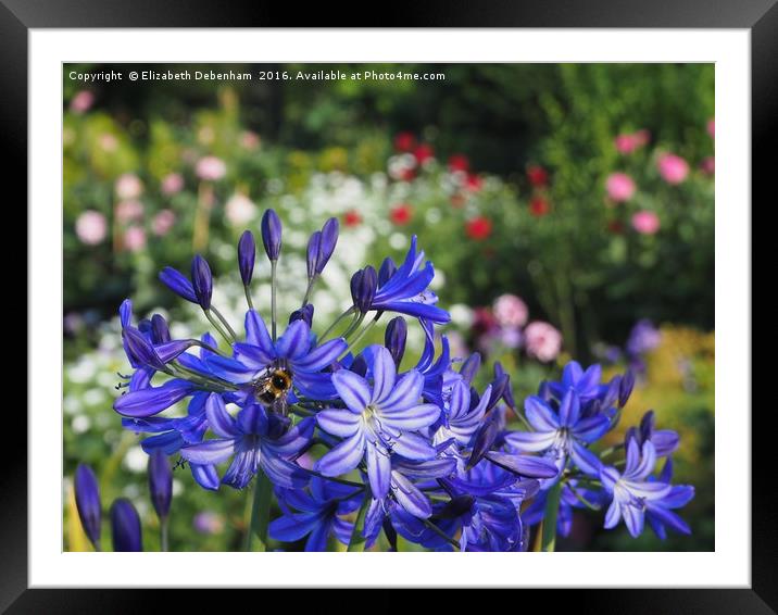 Vibrant Blue Agapanthus with Bumble Bee Framed Mounted Print by Elizabeth Debenham