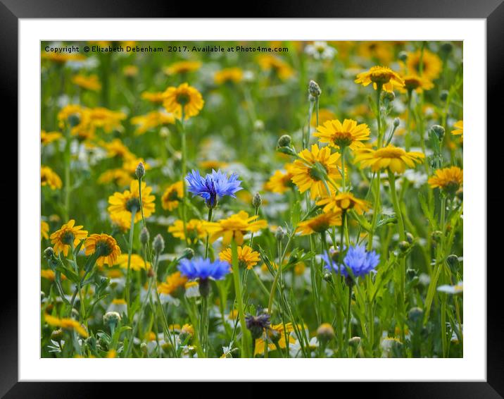 Yellow Corn Marigolds with Blue Cornflowers Framed Mounted Print by Elizabeth Debenham