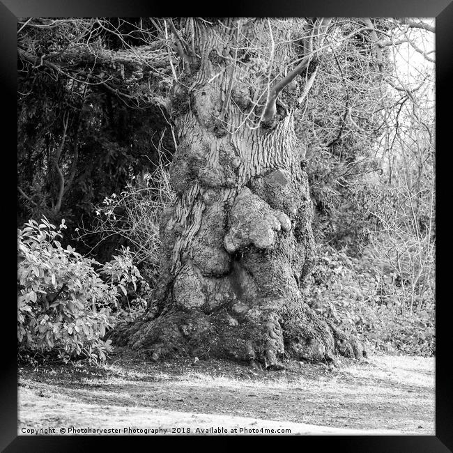 Old Man Tree seen in the grounds of a local park. Framed Print by Elizabeth Debenham