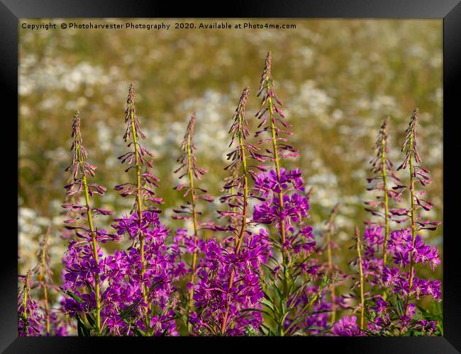 Rosebay Willowherb and Ox-eye daisies.;Wildflowers Framed Print by Elizabeth Debenham