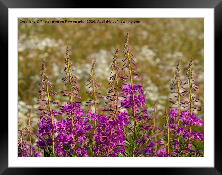 Rosebay Willowherb and Ox-eye daisies.;Wildflowers Framed Mounted Print by Elizabeth Debenham