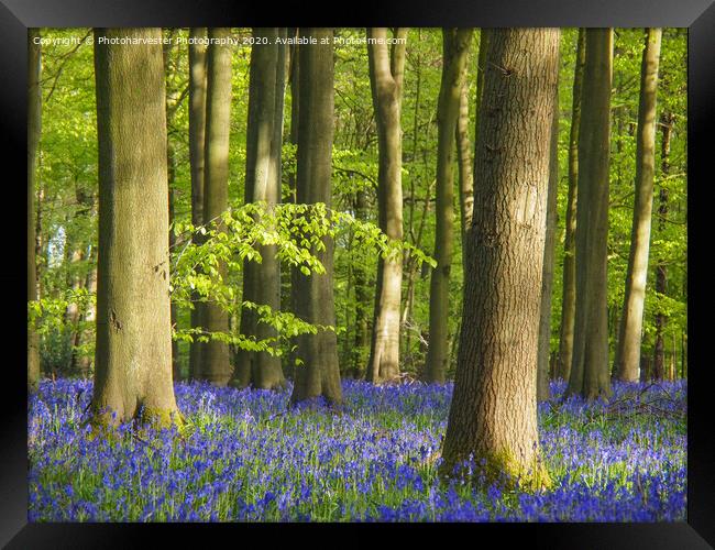 Bluebell Woodland in Hertfordshire Framed Print by Elizabeth Debenham