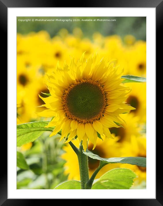 Sunflower; The Leader. Framed Mounted Print by Elizabeth Debenham