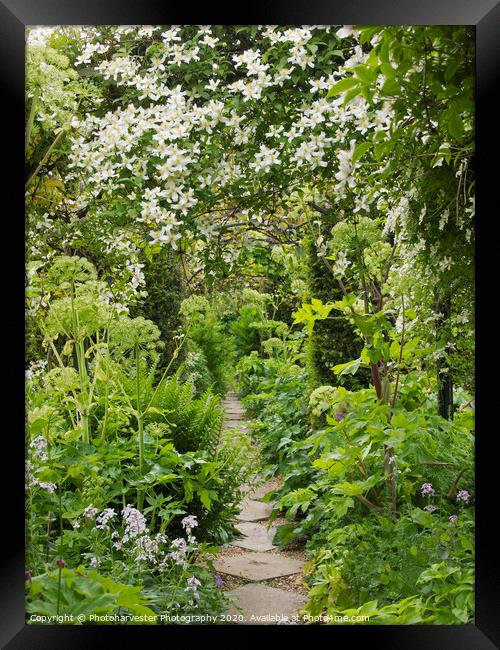 Beautiful Clematis at Chenies Manor Garden Framed Print by Elizabeth Debenham
