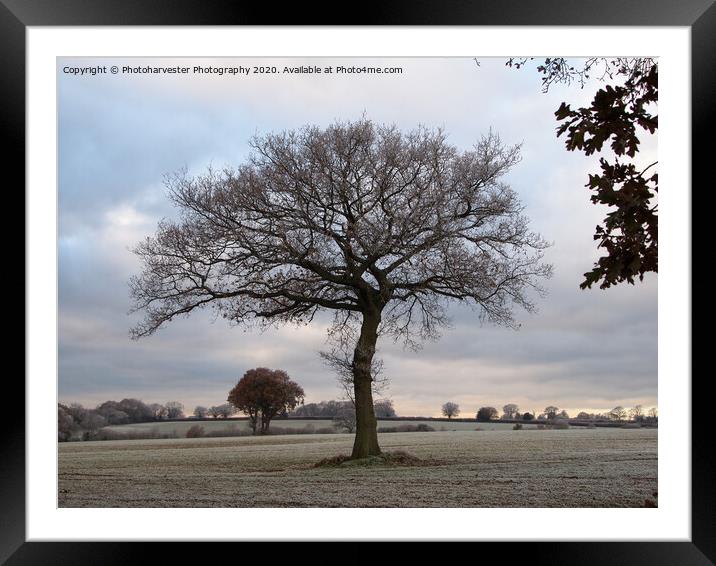Lone Oak tree in a Frosted Field Framed Mounted Print by Elizabeth Debenham