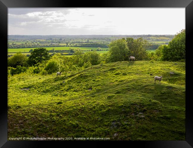 Sheep at Totternhoe  Framed Print by Elizabeth Debenham