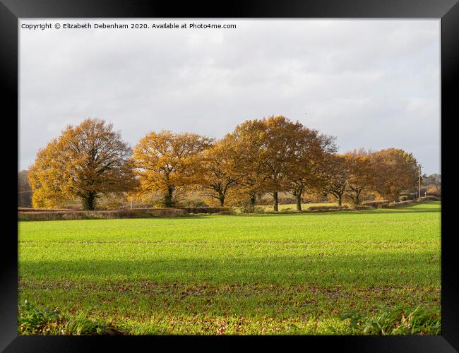 Row of Oak trees in Autumn Framed Print by Elizabeth Debenham