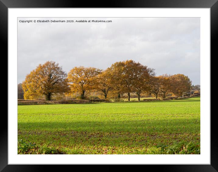 Row of Oak trees in Autumn Framed Mounted Print by Elizabeth Debenham