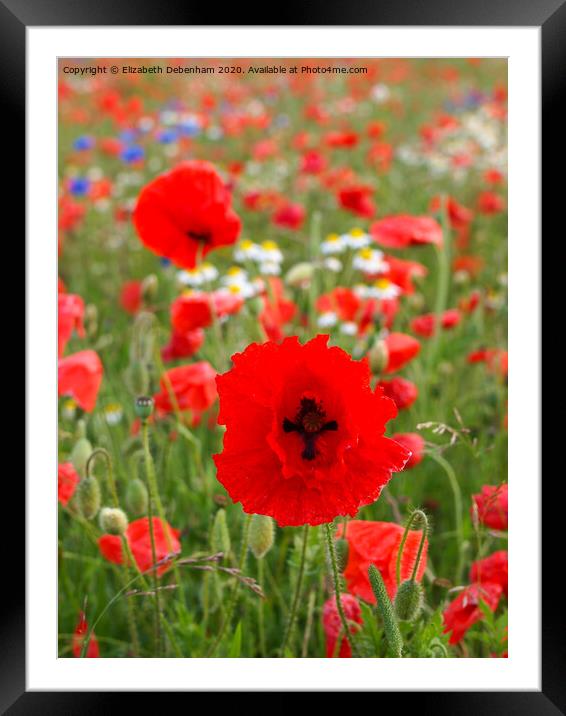 Field of poppies and wildflowers Framed Mounted Print by Elizabeth Debenham