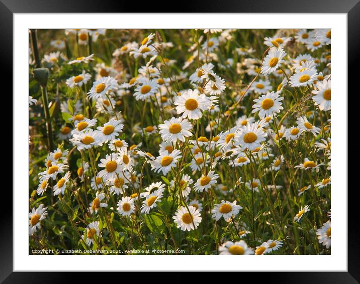 A bank of Ox-eye Daisies in a country lane. Framed Mounted Print by Elizabeth Debenham
