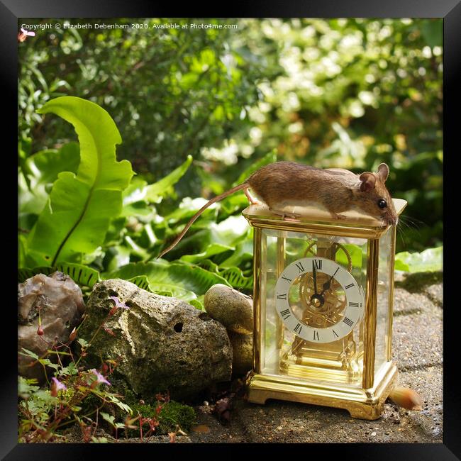 Wild woodmouse on a Clock. Framed Print by Elizabeth Debenham