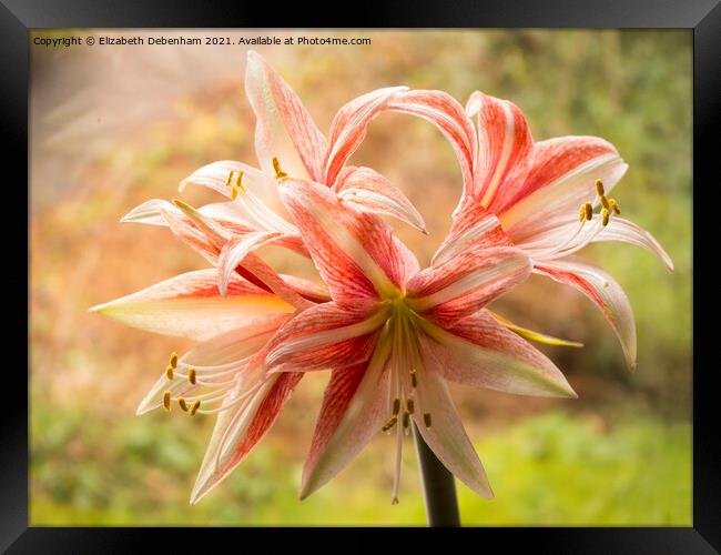 Exotic Star; Amaryllis Framed Print by Elizabeth Debenham