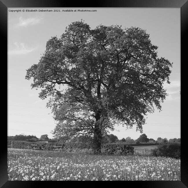 Oak Tree in a field. Framed Print by Elizabeth Debenham