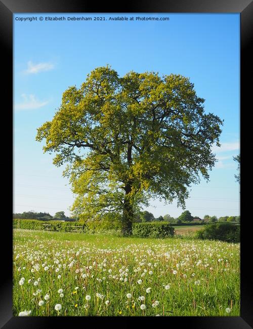 Single Oak Tree Framed Print by Elizabeth Debenham