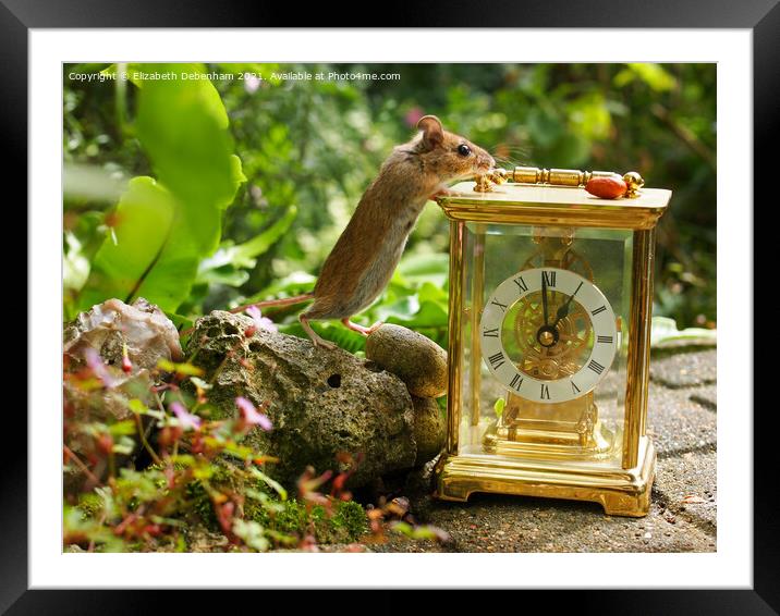 Wild woodmouse on a Clock. Framed Mounted Print by Elizabeth Debenham