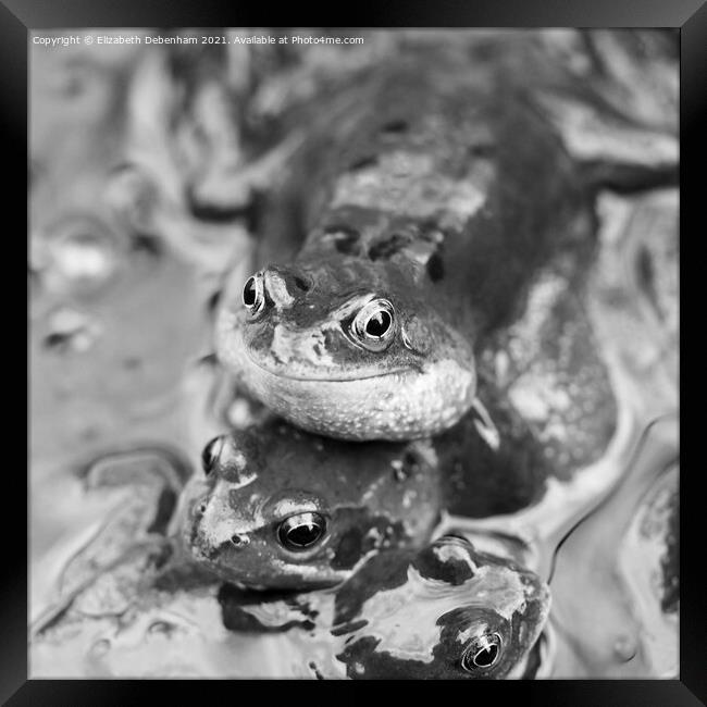 Croaking Frog Framed Print by Elizabeth Debenham