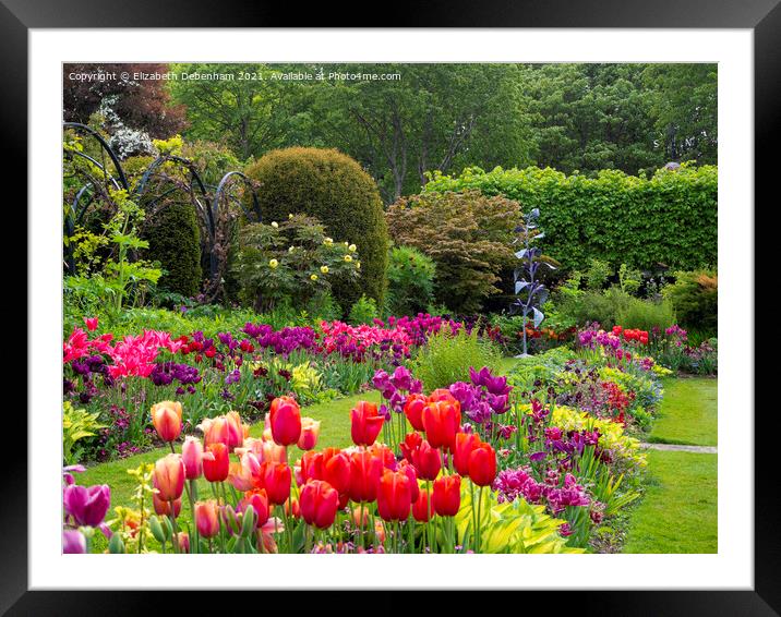 Tulip display at Chenies Framed Mounted Print by Elizabeth Debenham